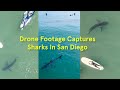 Great White Sharks Swim Underneath Surfers In San Diego | Drone Footage by @Scott_fairchild