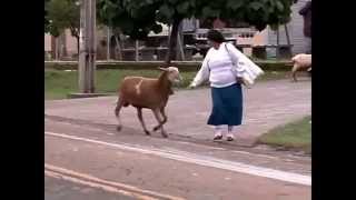 Mouton pour le sacrifice ? En voici un ...
