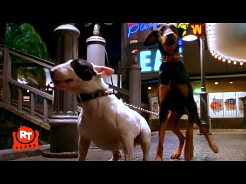 Babe: Pig in the City - Scary Dog Chase!