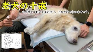 【老犬の十戒】15歳と7か月が経過した今。