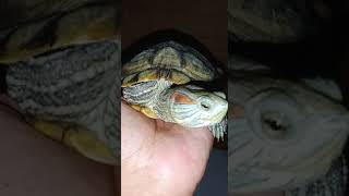 Download lagu Suara Kura Kura Brazil Asli Bikin Merinding mp3 Download lagu Suara Kura Kura Brazil Asli Bikin Merinding mp3