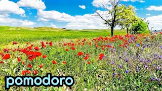 Pomodoro Tekniği ile Derin Odaklan: 4K Bahar Çiçekleri & Kuş Sesleri