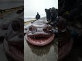 Terrifying Discovery Fishermen Catch A Beast From The Abyss