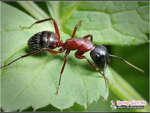 БОРЬБА С  МУРАВЬЯМИ НА ПАСЕКЕ! БЕЗ ВАРИАНТОВ! КАК ИЗБАВИТЬСЯ ОТ МУРАВЬЁВ.