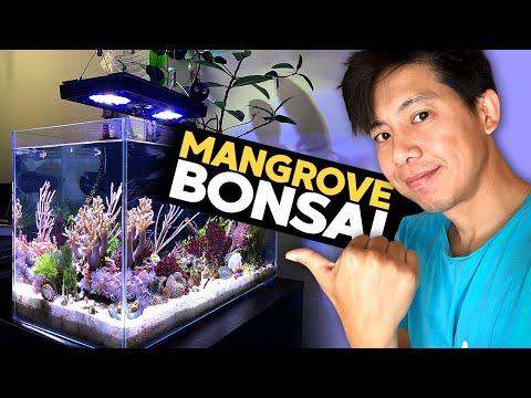 17g Update: Bonsai Mangrove! Macro Algae Galore! Brightwell Bio Block, 3D Guard! (17g - 8/16/2020)