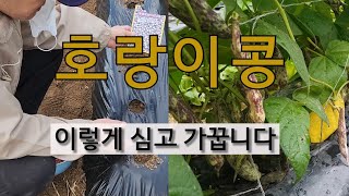 호랑이콩 이렇게 심고 가꿉니다. #텃밭에서 호랑이콩 가꾸기 #호랑이콩 심는 시기.