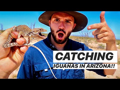 Catching Leopard lizards, Desert Iguanas and MORE In The SAND DUNES!!