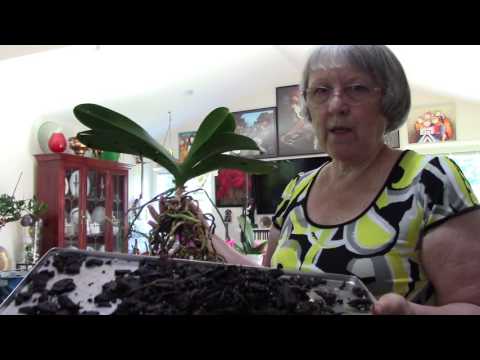 Re potting older phalaenopsis orchid with a long monopodial stem