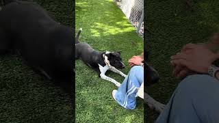 Video preview image #1 Mutt Puppy For Sale in Pasadena, CA, USA