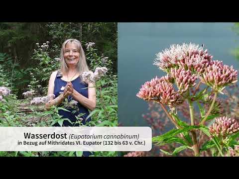 Wasserdost (Eupatorium cannabinum)
