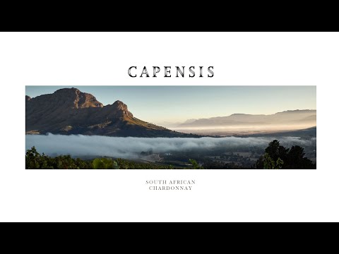 Capensis Wines - South Africa's answer to Grand Cru Chablis
