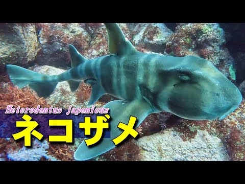 ネコザメの水中映像 Heterodontus japonicus