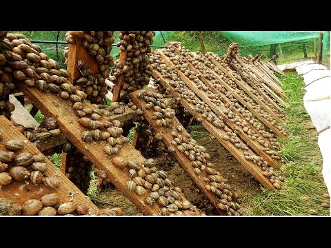, title : 'Amazing Snail Farm Technology 🐌 - Snail Harvest and Processing - Products of Snail : Snail caviar'