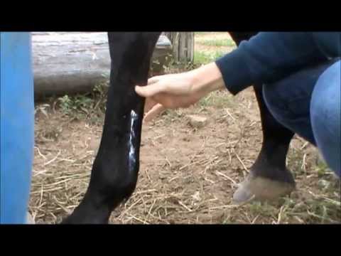 Slide 3 - Diamond Flex Wrap Red 4"  (video)