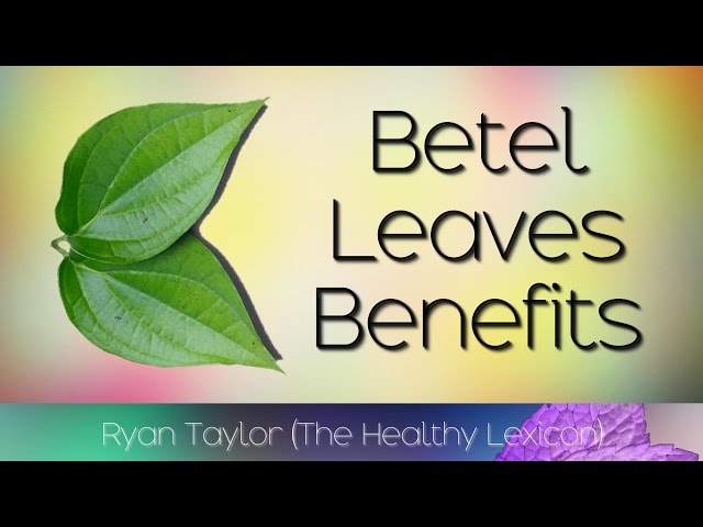 Video Pronunciation of betel leaf in English