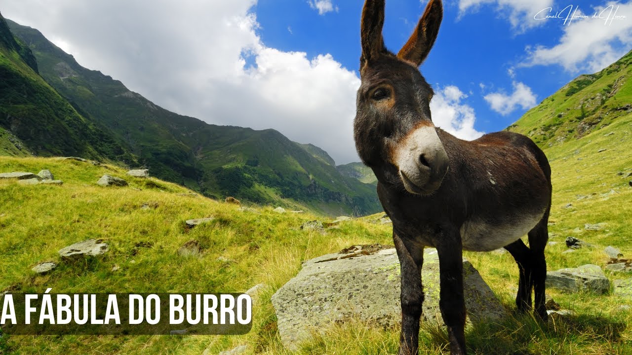 A FÁBULA DO BURRO (UMA GRANDE LIÇÃO DE VIDA!)