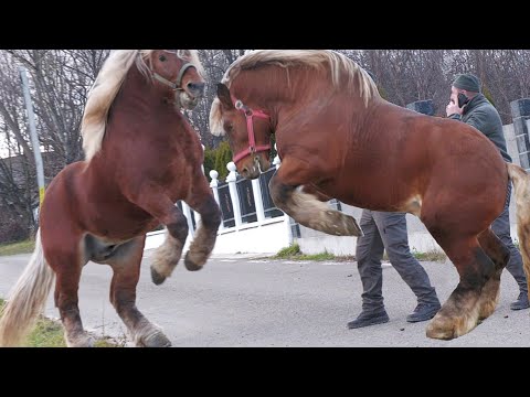 Armăsarii lui Marius de la Voitinel-Bucovina 2024