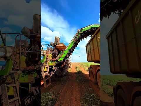 Querência pode produzir muito mais? Veja a colheita do tomate industrial 🍅 em Morrinhos-GO