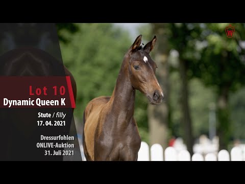 Onlive-Auktion Dressurfohlen Lot 10 Dynamic Queen K Stute v.  Dynamic Dream - Belissimo M