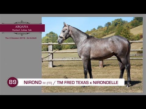 2019 - Arqana Purebred Arabian Sale - Lot N° 89