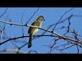 Dawn Chorus 51: The Sombre Greenbul (Bird Call Audio)