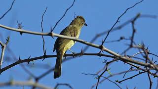 Download lagu Paduan Suara Fajar 51: Si Hijau Suram (Audio Suara Burung) mp3