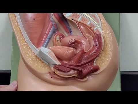 Professor Long 2402 Lab Female Reproductive Anatomy