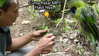 Download lagu POIN CUCAK IJO || TANPA PIKAT CUMA PAKAI SUARA BURUNG RIBUT mp3 Download lagu POIN CUCAK IJO || TANPA PIKAT CUMA PAKAI SUARA BURUNG RIBUT mp3