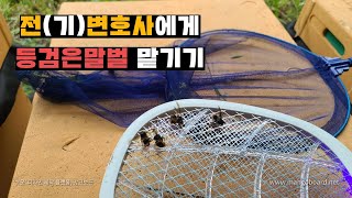 등검은말벌 번성기에 도래한 양봉장. 전기파리채 이용해서 말벌 잡기.