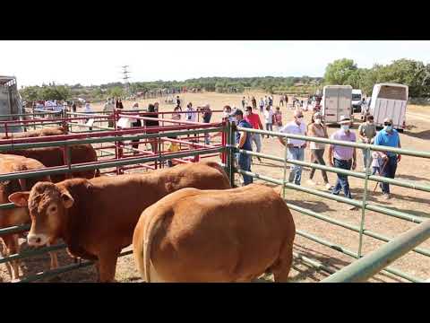 Barruecopardo celebra la Feria de San Felipe sin complejos