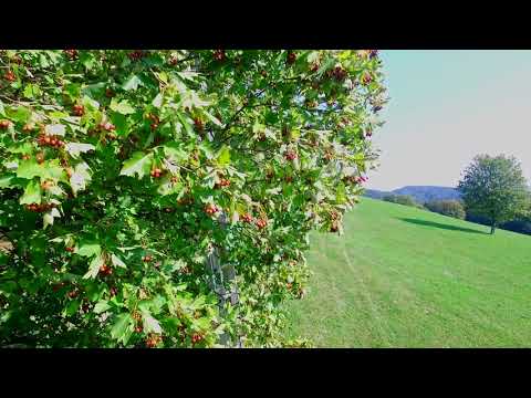 Die Elsbeerernte beginnt