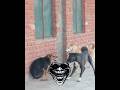 1vs2 Sigma DoG Dog Fight Funny Dog Funny