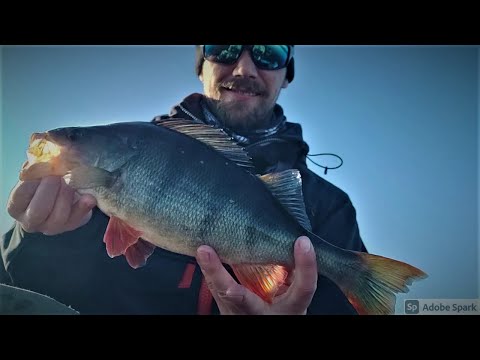 40cm / 945g Ahvenen kölli Small fish kymppisenttisellä!