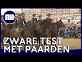 Rook en kanonslagen: ultieme test voor paarden voor Prinsjesdag | NU.nl