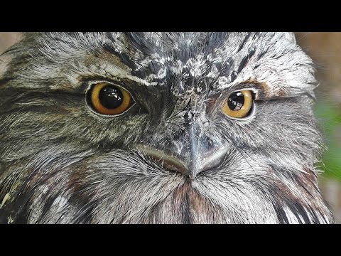 Tawny Frogmouth