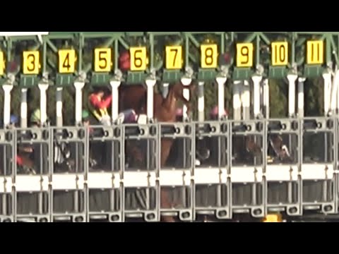 [Local] Sunny Salsa fell inside the gate, affecting two horses nearby, and horses 5, 6, and 7 wer...