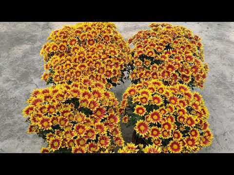 Showing Gazania Chandramallika Flower.