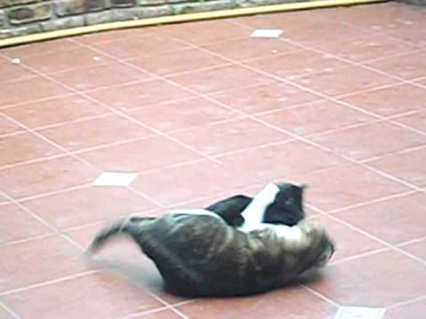 ringo y nazira jugando