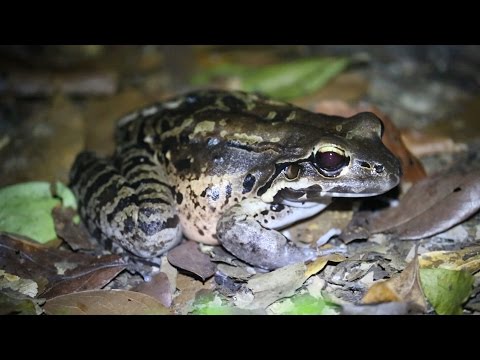 download lagu mp3 mp4 The Mountain Chicken, download lagu The Mountain Chicken gratis, unduh video klip The Mountain Chicken