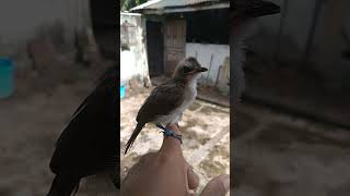 Download lagu Anakan burung trucuk #anakanburung #lolohan #trucukan #trucukangacor mp3 Download lagu Anakan burung trucuk #anakanburung #lolohan #trucukan #trucukangacor mp3