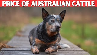 Australian Cattle Dog Price | How Much Does an Australian Cattle Dog Cost