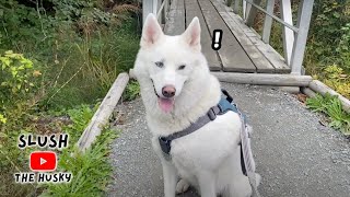 Our Goldstream Park Adventure in Victoria, BC! 🇨🇦🐾