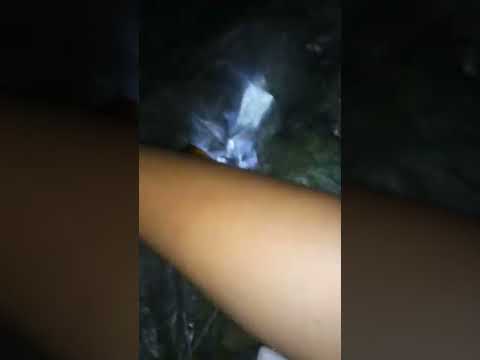 pagkuha ng salagubang(abal-abal sa ilocano)