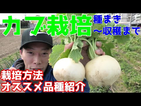 5月カブ、5月カブ 植物