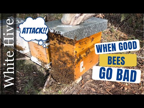 A Difficult Beehive Inspection- The White Hive - Aussiebeekeeping - 11-5-22