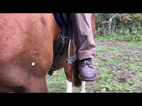 Bügellänge für das Reiten einstellen - Wie stelle ich die Steigbügellänge fürs Reiten richtig ein?
