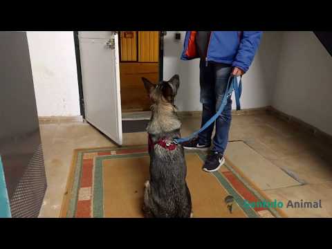 Nala: pulsos mentales