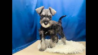 ミニチュアシュナウザーの動画01