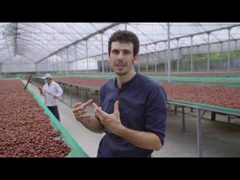 Cacao Trace Fermentation Process - Episode 5