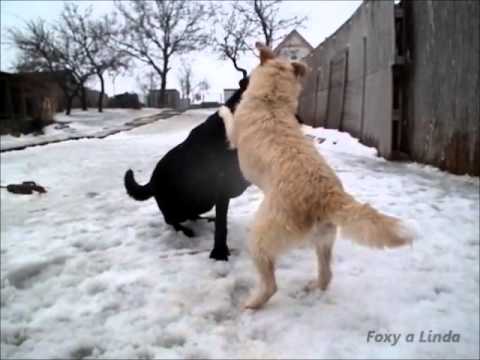 LINDA a FOXY - január 2013